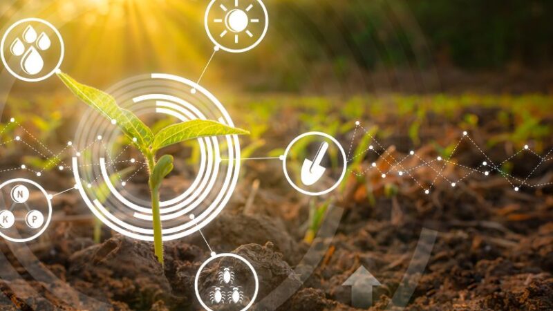 Jeune plant cultivé dans un champ avec icônes IoT pour lagriculture intelligente