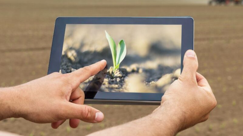 Agriculteur utilisant une tablette pour surveiller une jeune pousse dans un champ