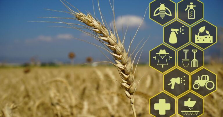 Épi de blé en gros plan avec des icônes agricoles numériques représentant les outils traitements et technologies dune agriculture intelligente