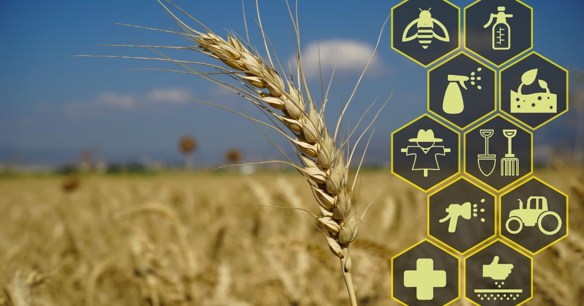 Épi de blé en gros plan avec des icônes agricoles numériques représentant les outils traitements et technologies dune agriculture intelligente